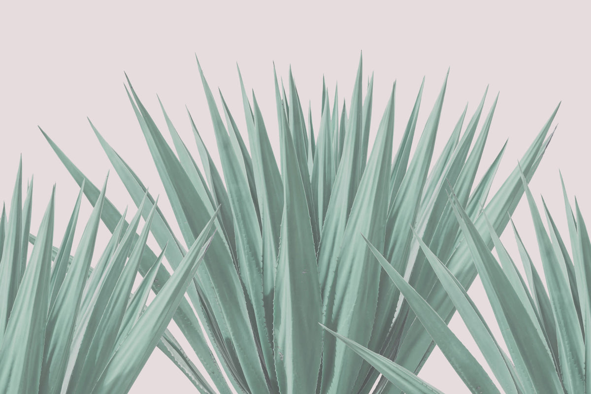 Agave Green mural by Hovia