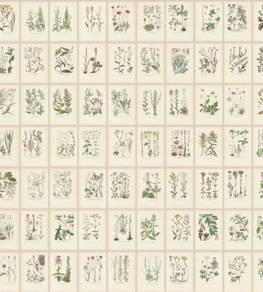 Botanica Mural by Sandberg Oat