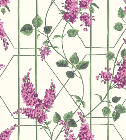 Wisteria Wallpaper by Cole & Son Magenta & Leaf Green on White