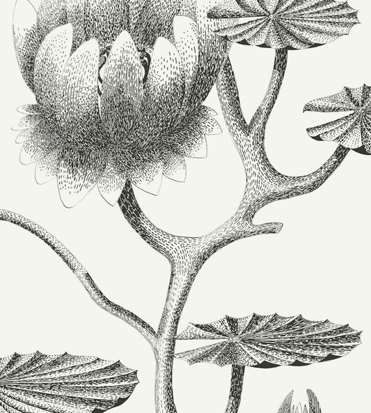 Lily Wallpaper by Cole & Son 20