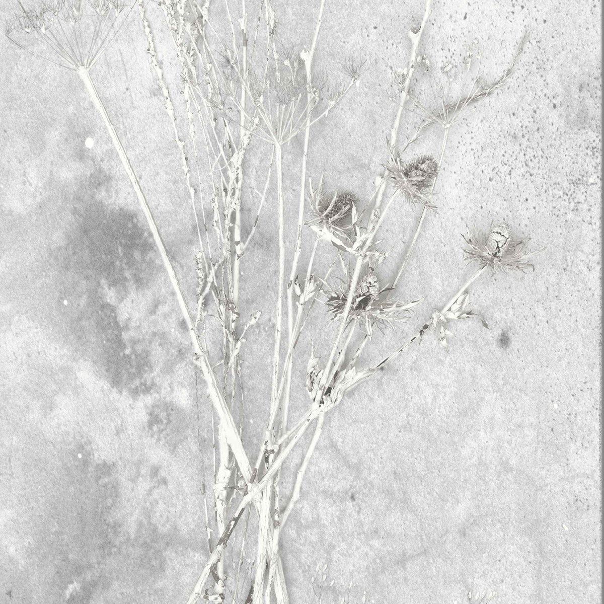 Meraki Concrete Effect Botanical Wallpaper
