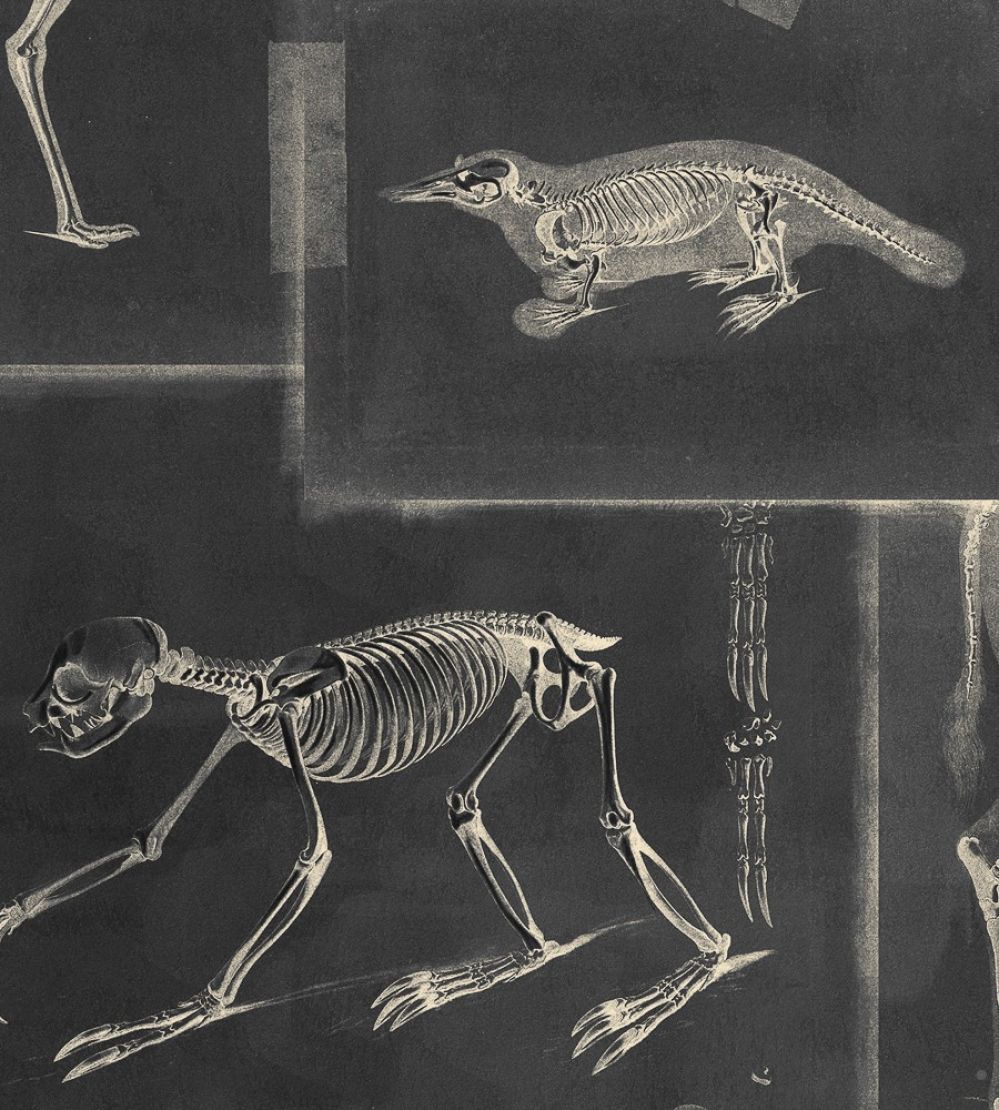 Zooarchaeology Wallpaper by MINDTHEGAP Anthracite