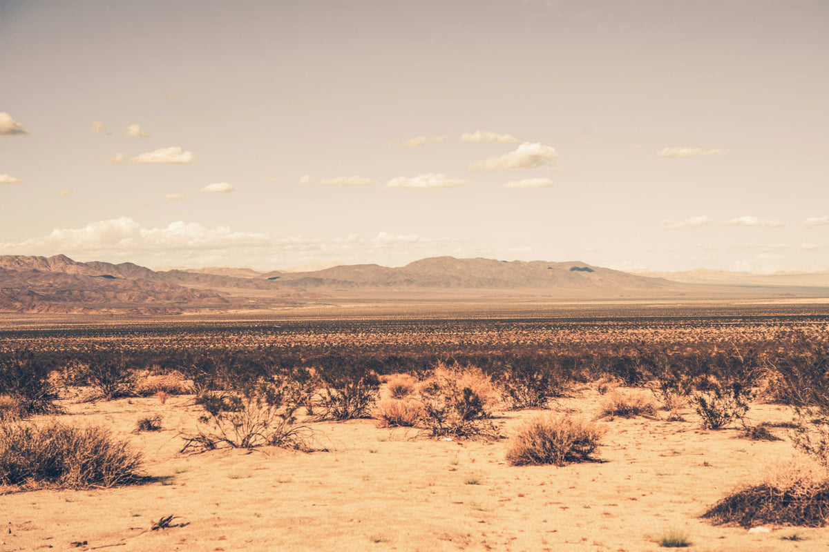Mojave Neutral mural by Hovia