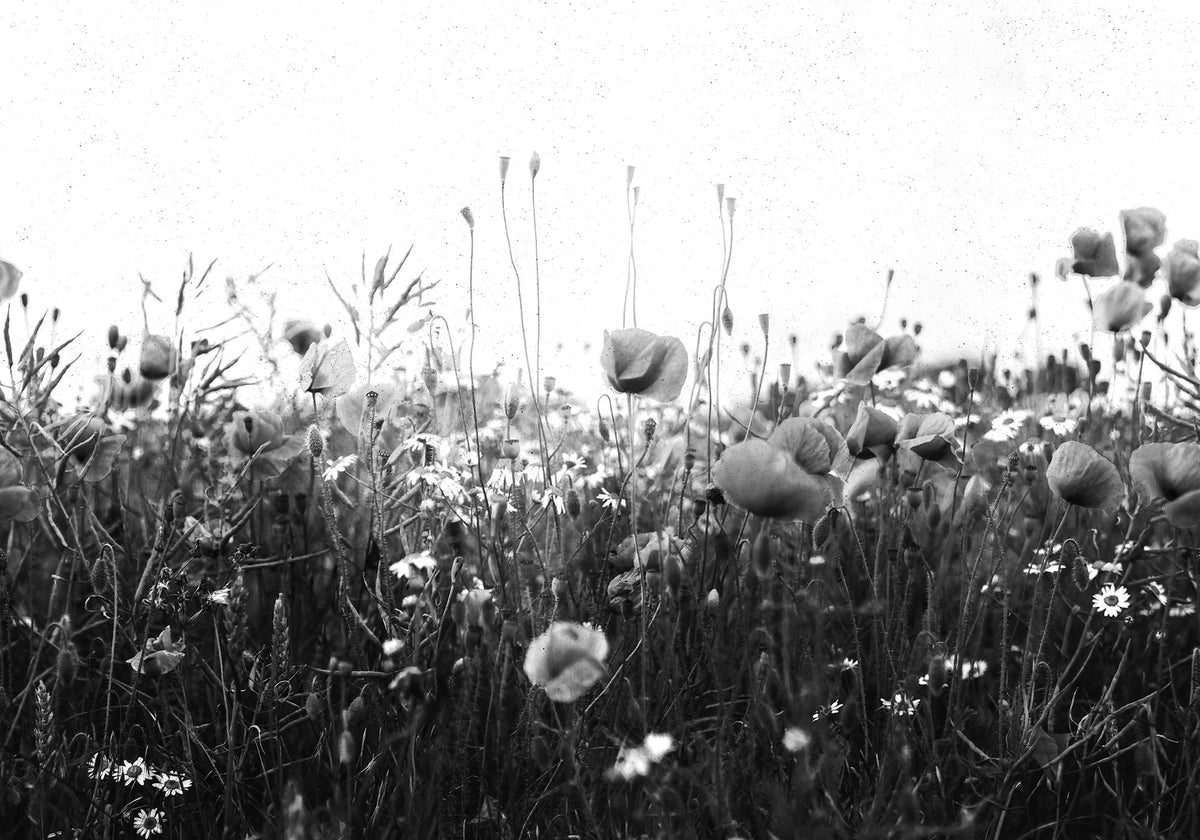 Poppy Field Black & White mural by Rebel Walls
