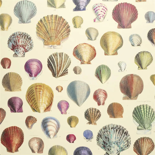 Captain Thomas Browns Shells Wallpaper by John Derian in Sepia