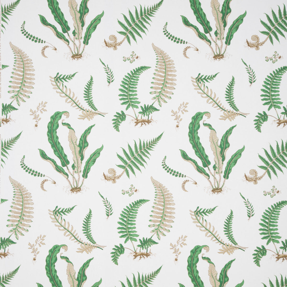 Ferns Print - Snow