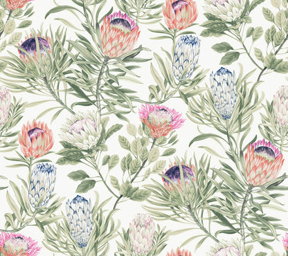 Protea Wallpaper