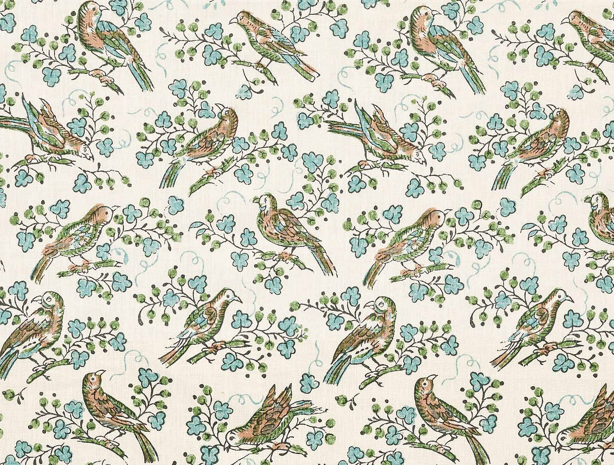 Bulbul Juniper