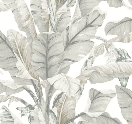 Banana Leaf Wallpaper
