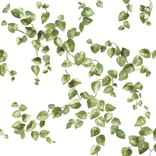 Creeping Fig Vine Wallpaper
