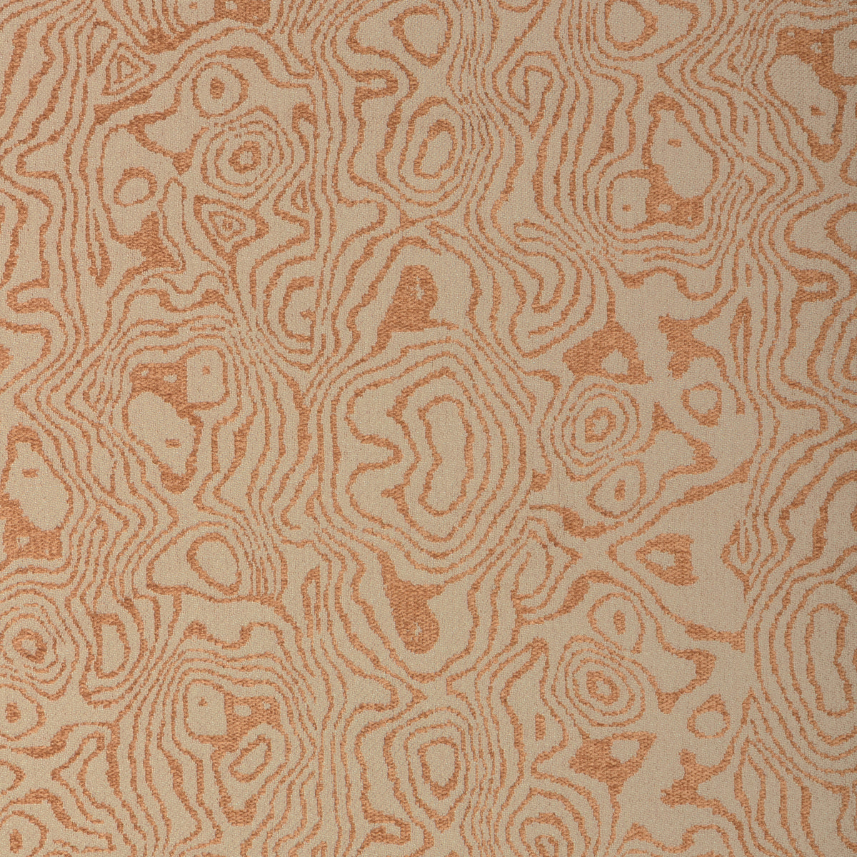 Atlas - Ginger