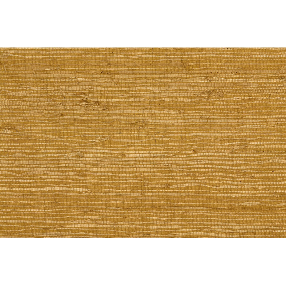 Kochi - Maize