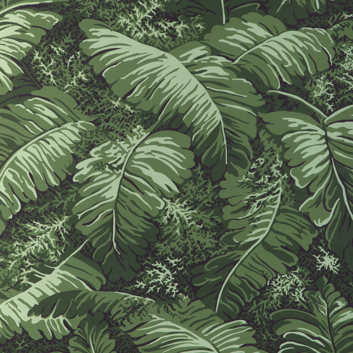 Feuilles De Bananier - Leaf