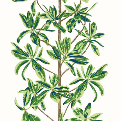 Wanderlust Mangrove Tree Wallpaper