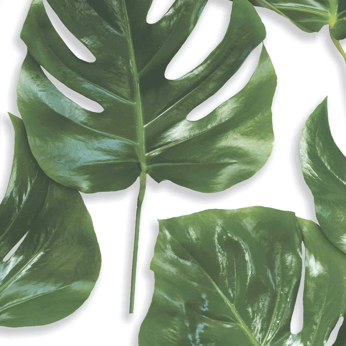 Monstera Leaf Print Wallpaper Green On White
