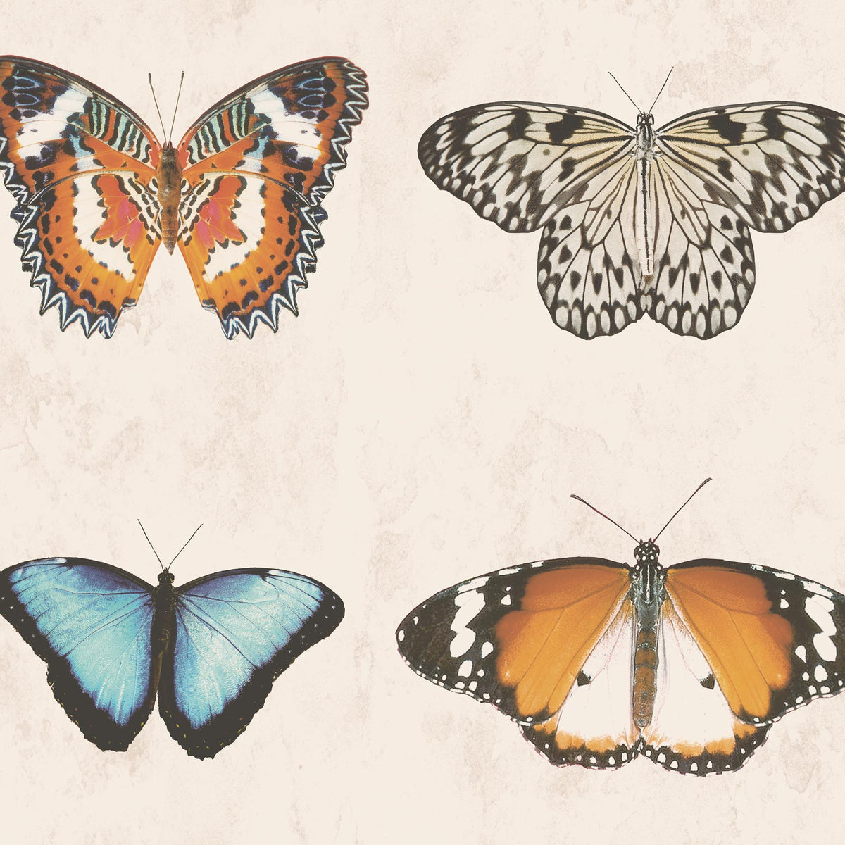 Butterfly Wallpaper - Insect Wallpaper For Walls - Woodchip & Magnolia