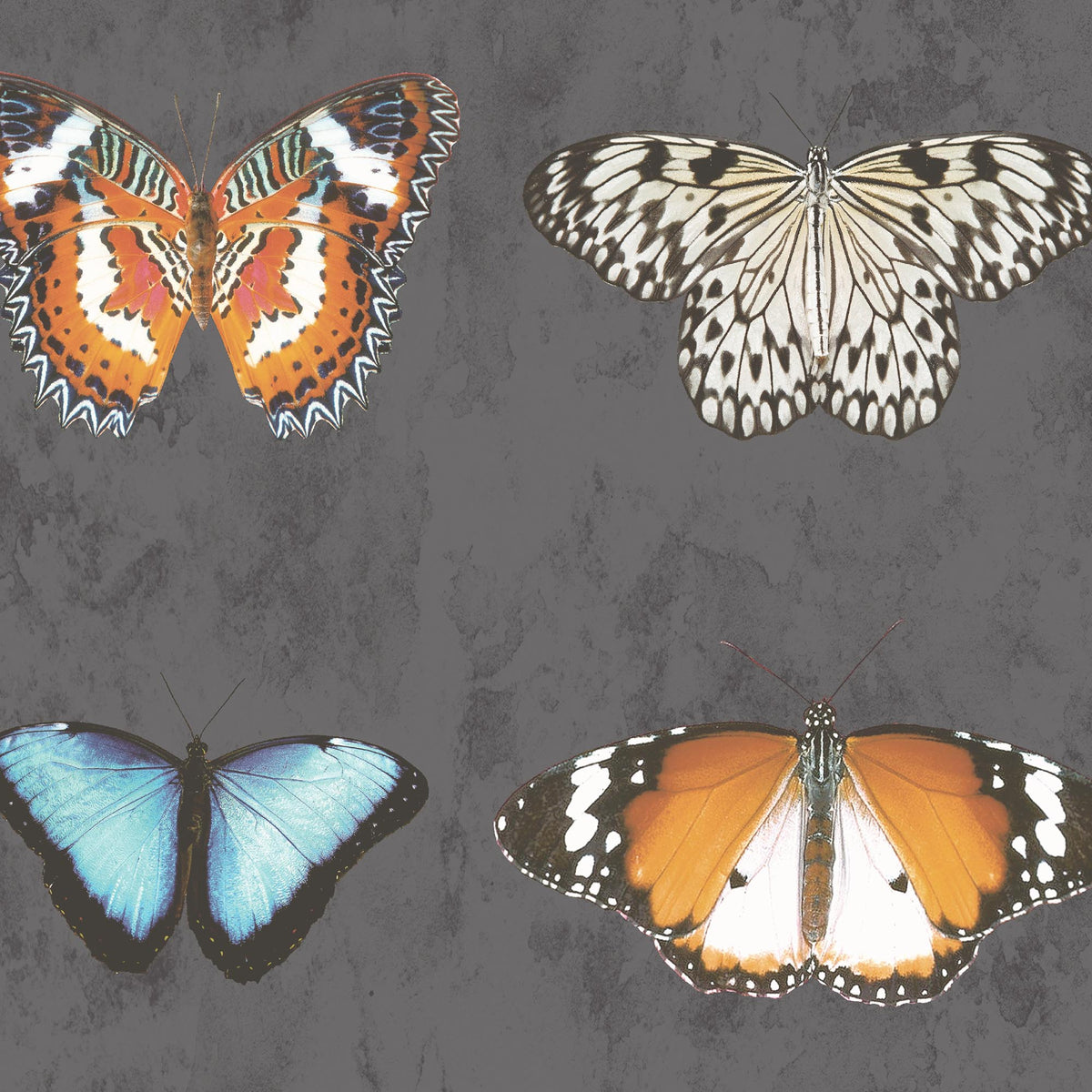 Butterfly Wallpaper - Insect Wallpaper For Walls - Woodchip & Magnolia