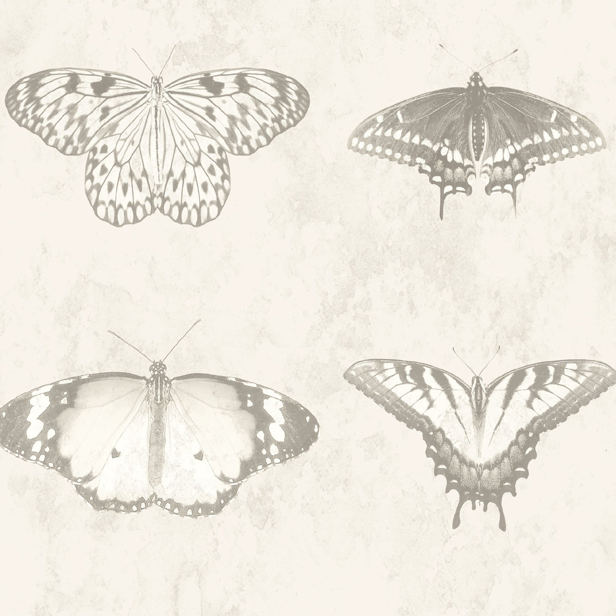 Lepidoptera Magnolia Wallpaper
