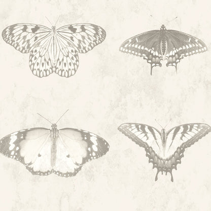 Lepidoptera Magnolia Wallpaper