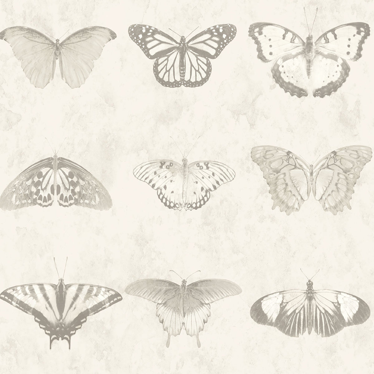 Lepidoptera Magnolia Wallpaper