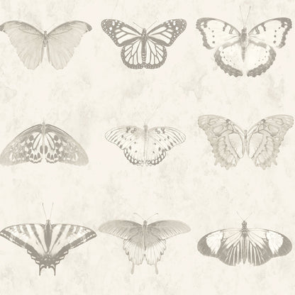 Lepidoptera Magnolia Wallpaper