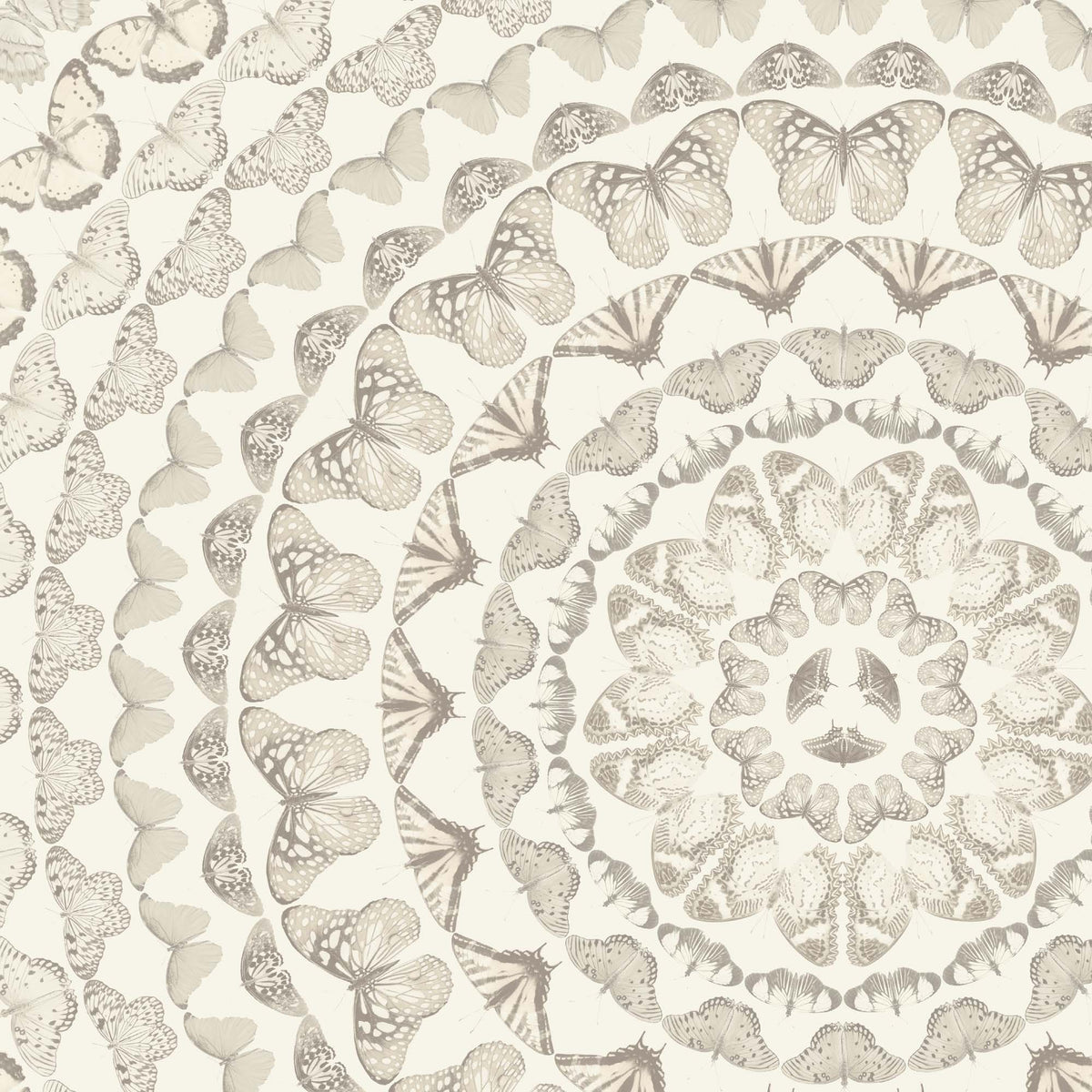 Papilion Magnolia Wallpaper