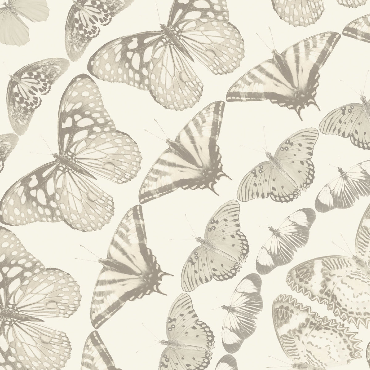 Papilion Magnolia Wallpaper