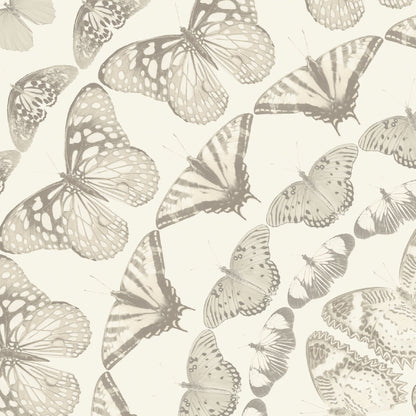 Papilion Magnolia Wallpaper