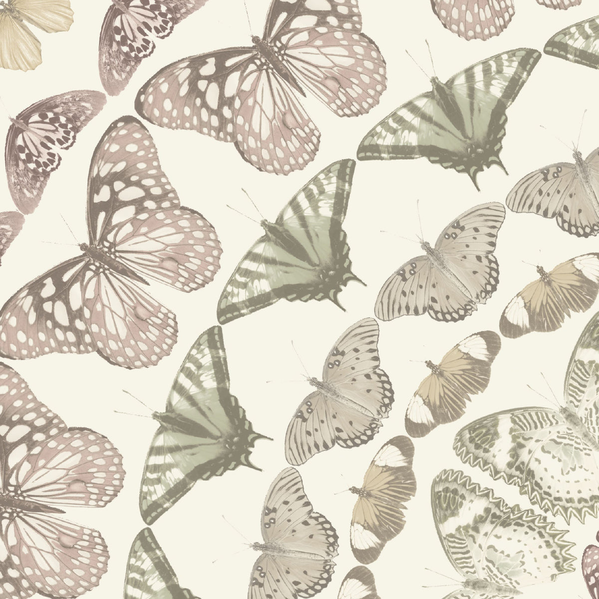 Papilion Pastel Wallpaper