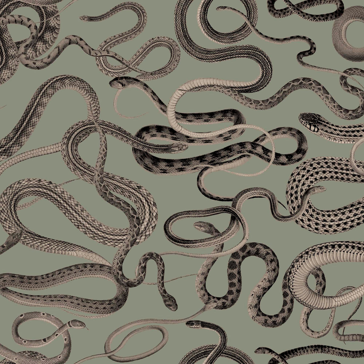 Snakes On A Plane Sage Wallpaper