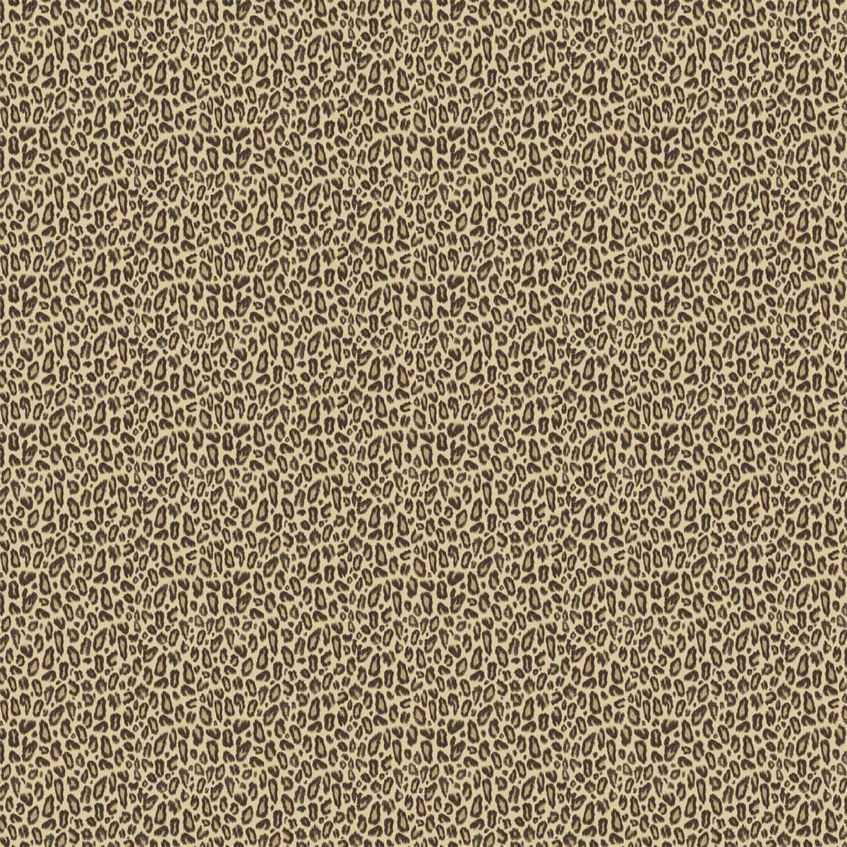 Kitten Tawny Wallpaper