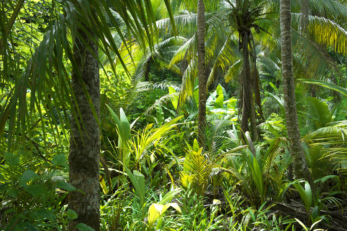 Amazonia Green mural by Hovia