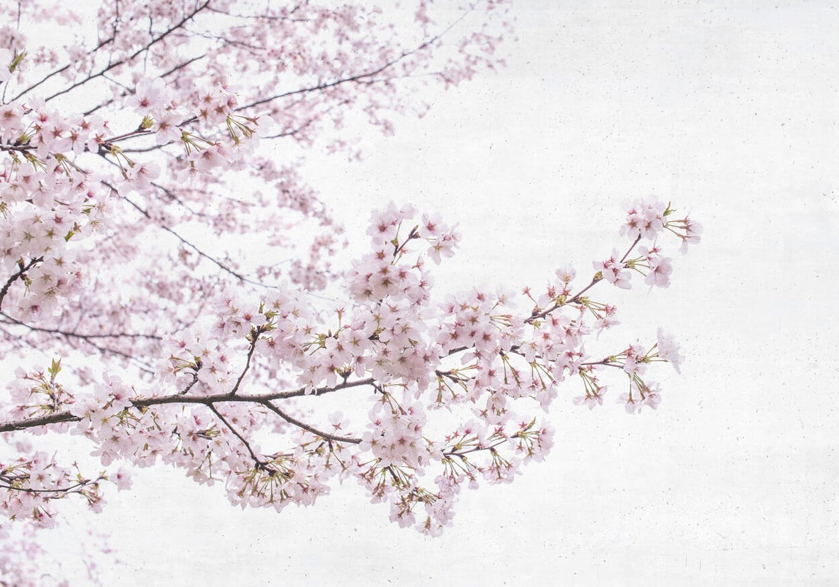 Blossom mural by Coordonné in Almond Tree Pink, flat pattern view