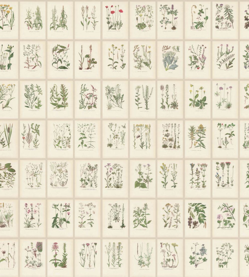Botanica Mural by Sandberg Oat
