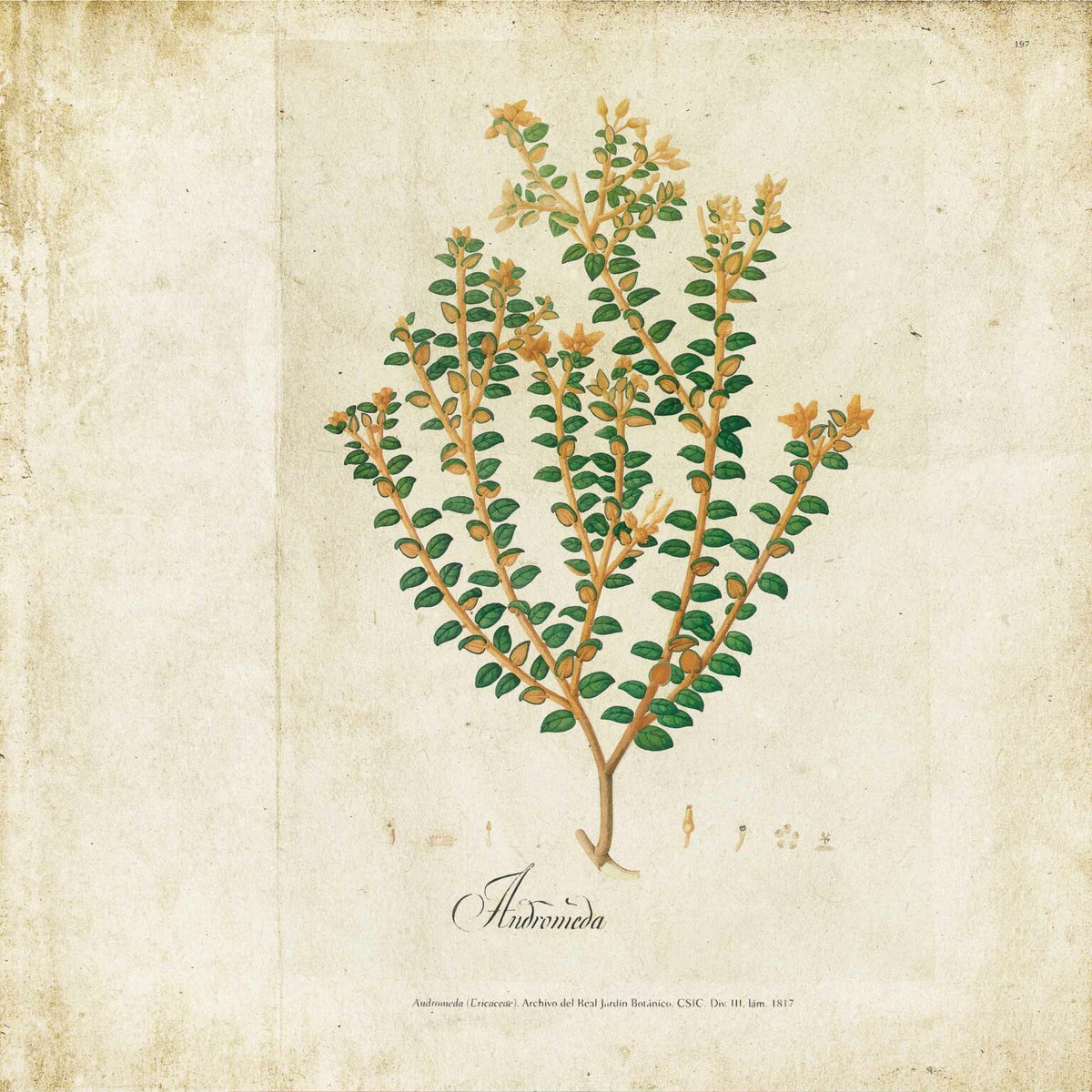 Botanical mural by Coordonné in Drawing, flat pattern view