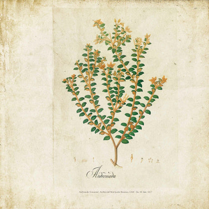 Botanical mural by Coordonné in Drawing, flat pattern view