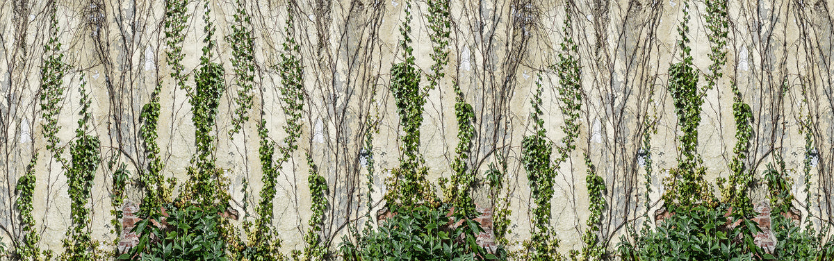 Climbing Ivy Green mural by Rebel Walls