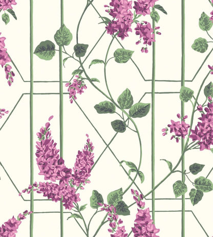 Wisteria Wallpaper by Cole & Son Magenta & Leaf Green on White