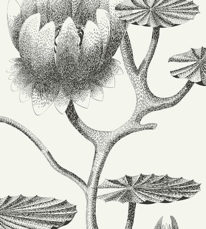Lily Wallpaper by Cole & Son 20