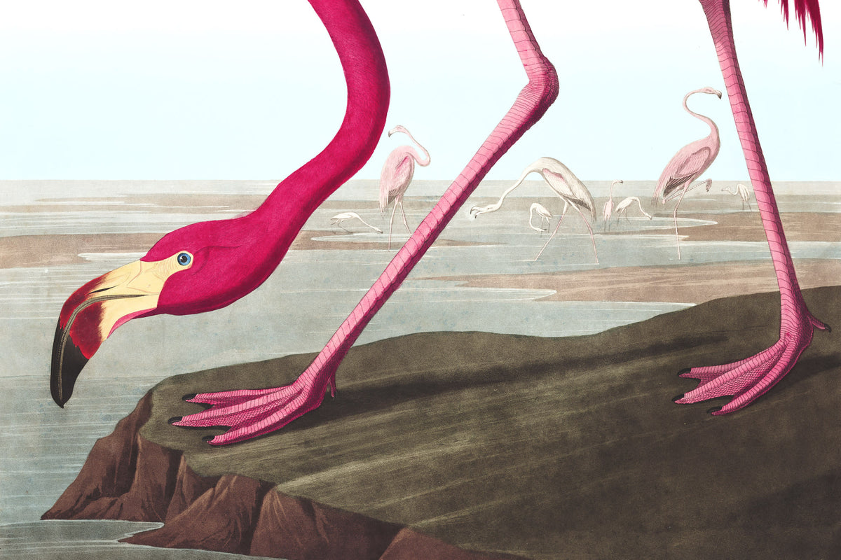 Flamboyance Pink mural by Hovia