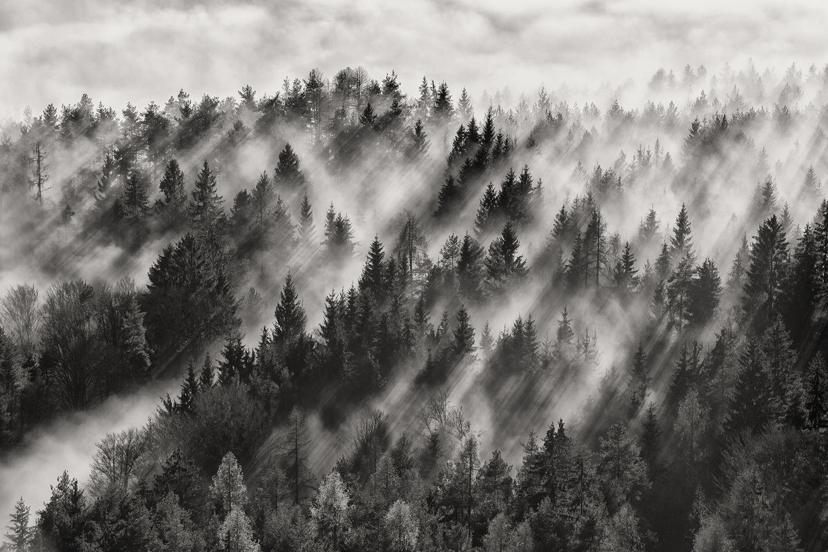 Foggy Forest Black & White mural by Rebel Walls