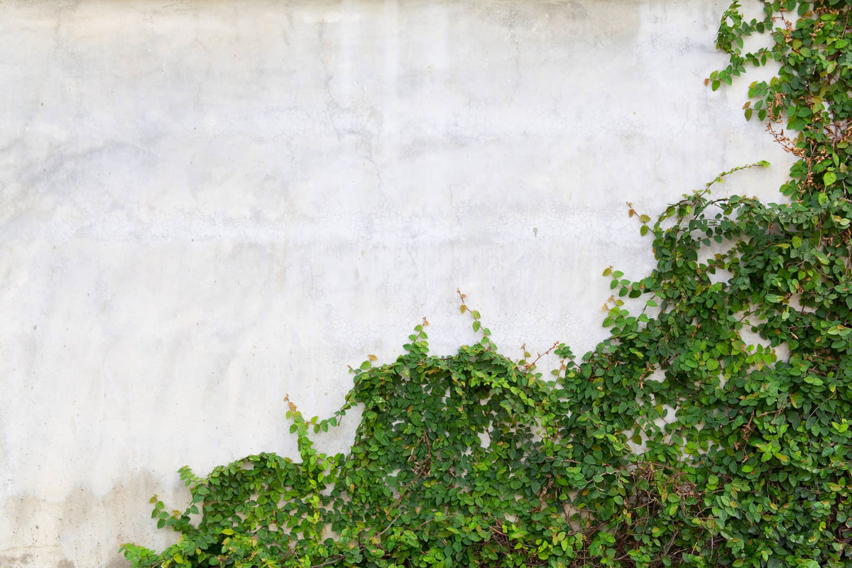Hedera Gray mural by Hovia