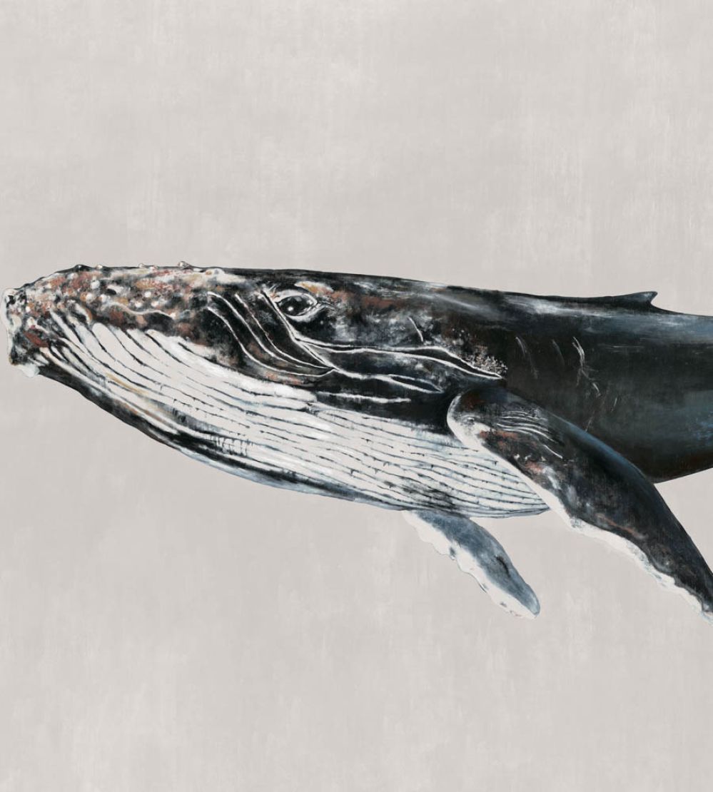 Humpback Whale Mural by Coordonne Grey