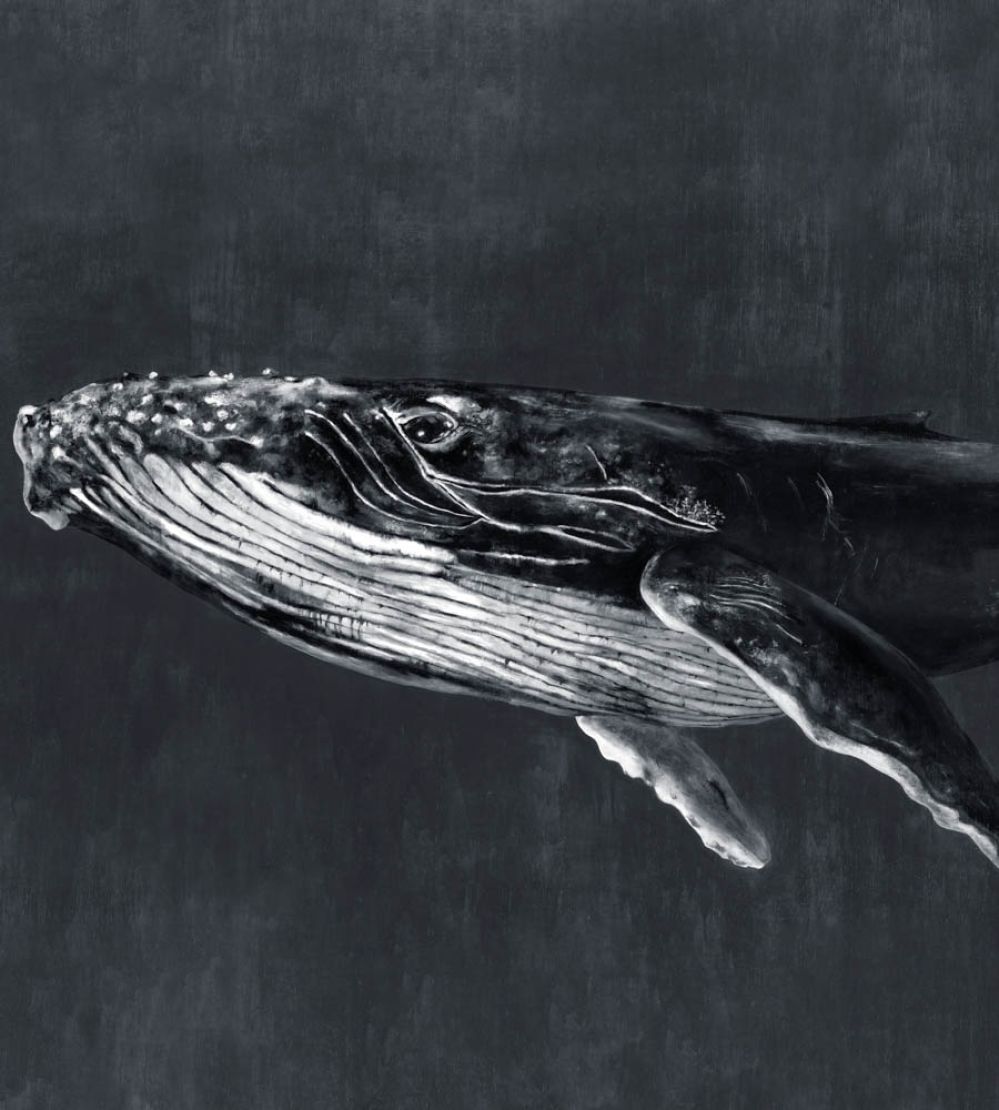 Humpback Whale Mural by Coordonne Night
