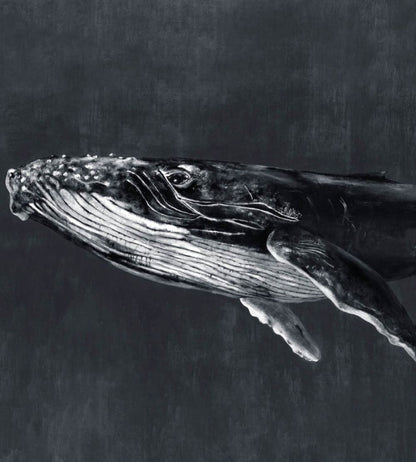 Humpback Whale Mural by Coordonne Night