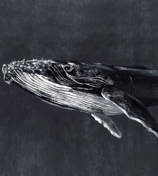Humpback Whale Mural by Coordonne Night