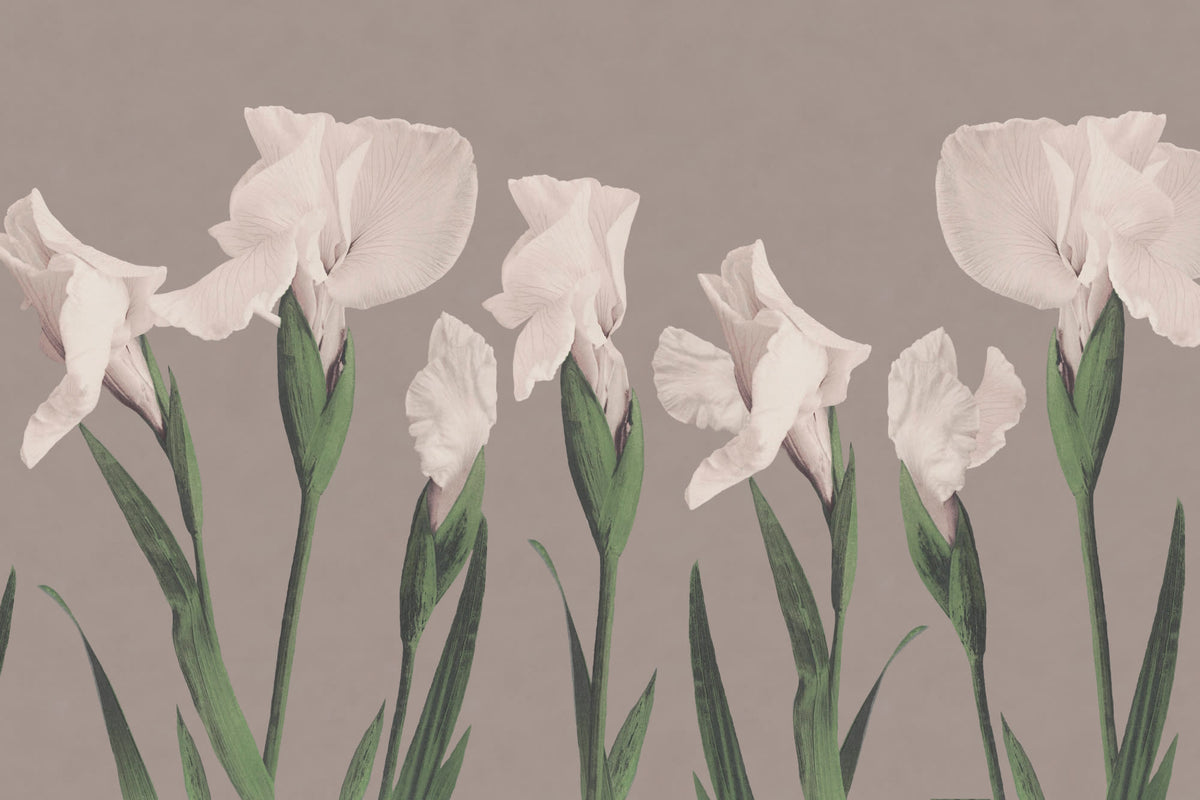 Iris Neutral mural by Hovia
