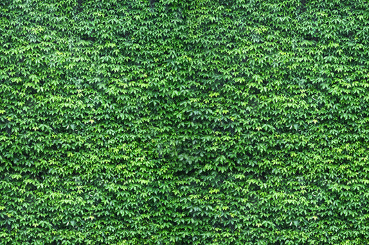 Ivy Green mural by Hovia