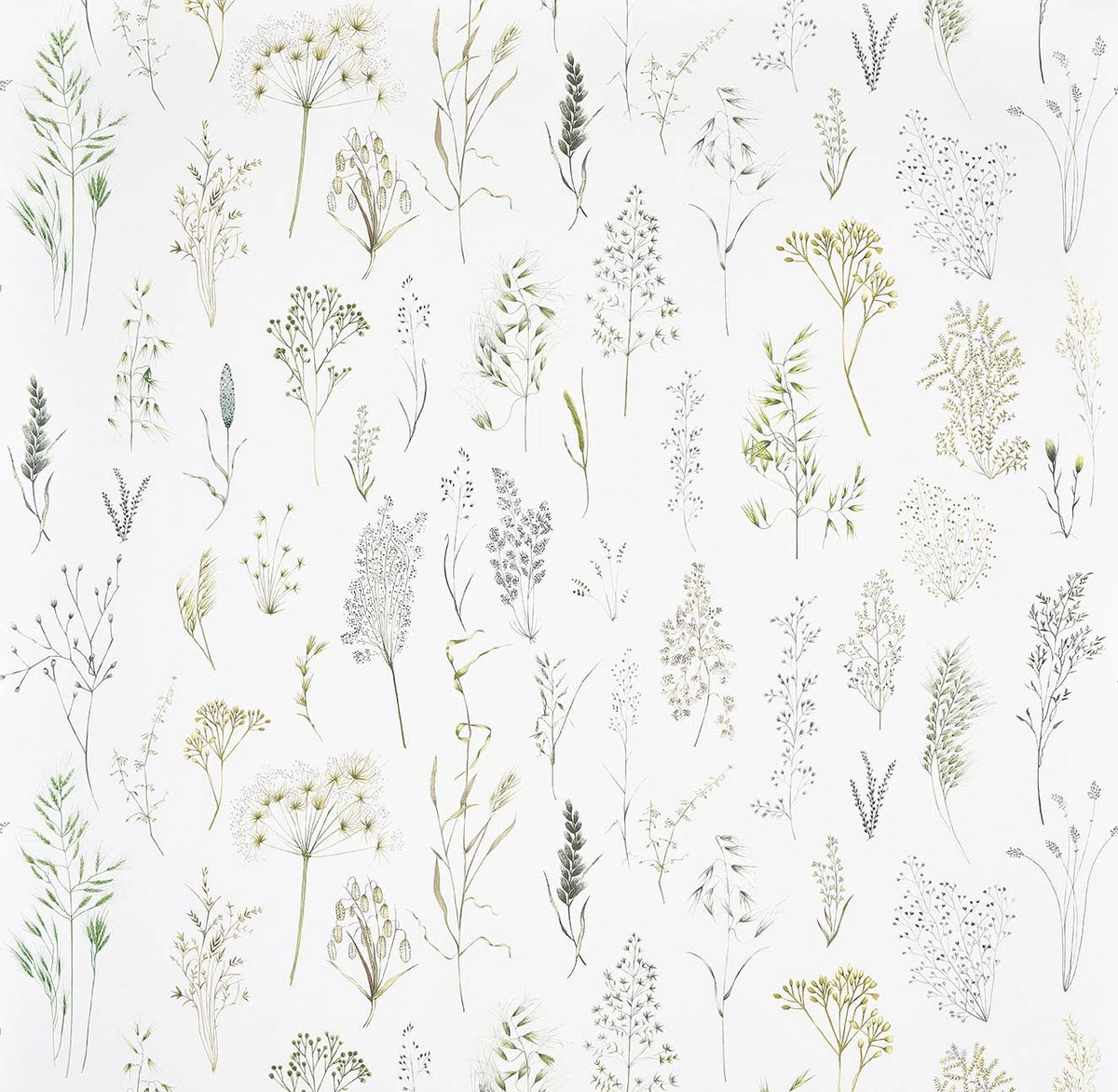 Les Graminees Wallpaper by Pierre Frey in Herbe (FP107001)