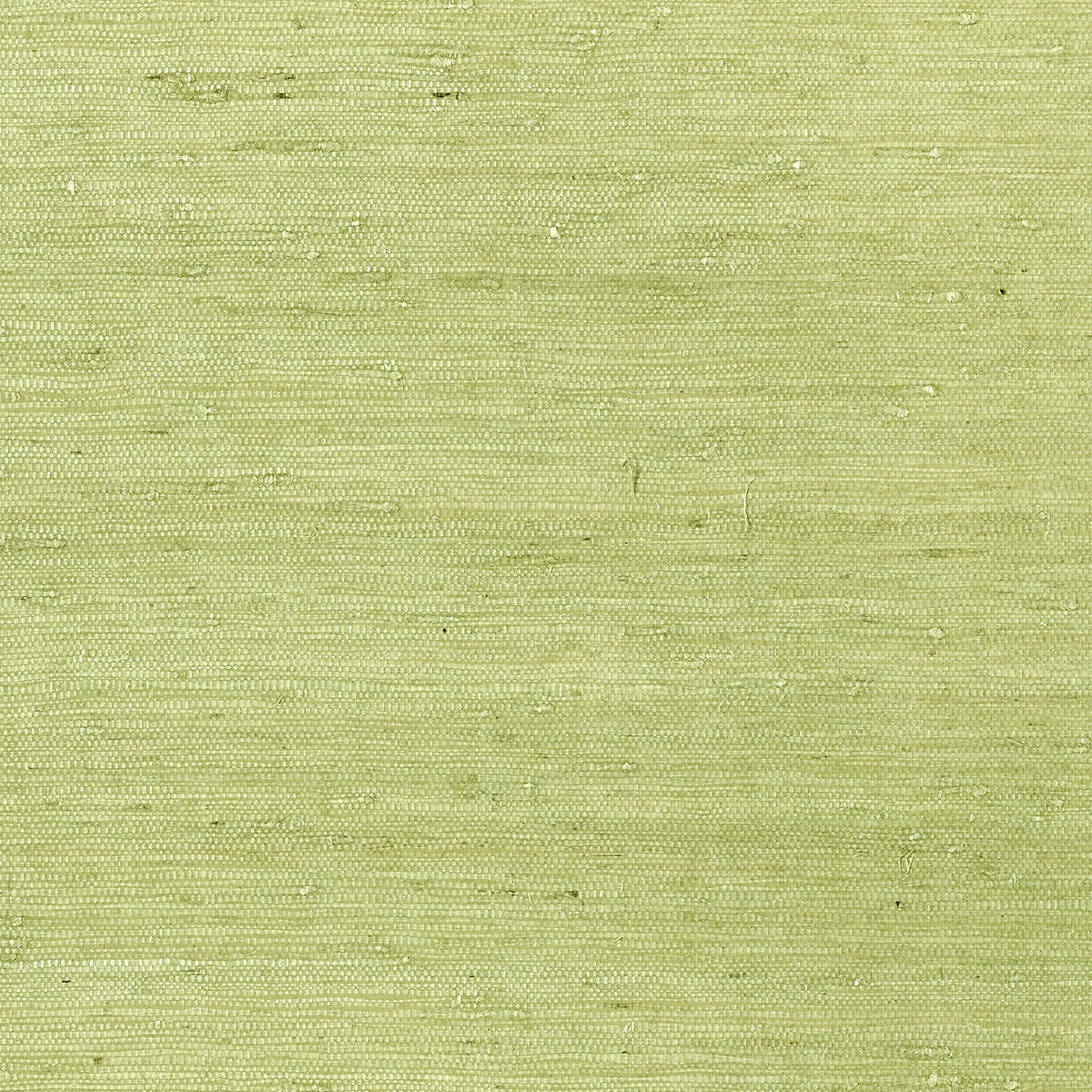 Maranta Arrowroot Wallpaper by Thibaut in Green (T85012)
